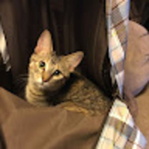 Meet your Posher, Shreggy